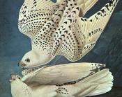 白色猎鹰解解 - 约翰·詹姆斯·奥杜邦